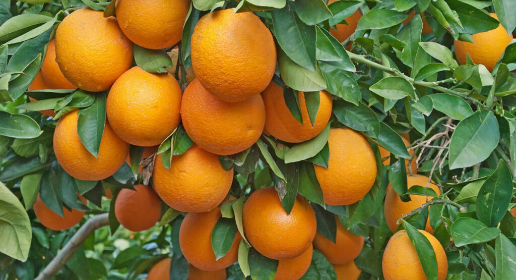 Oranges