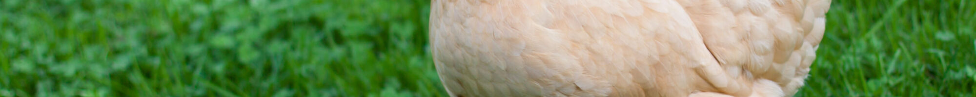 Rozyfry Integrated Farms Ltd.