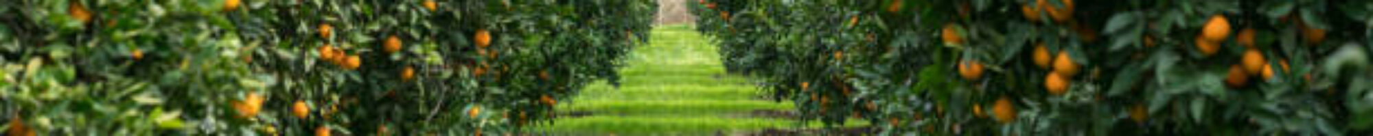 Rozyfry Integrated Farms Ltd.